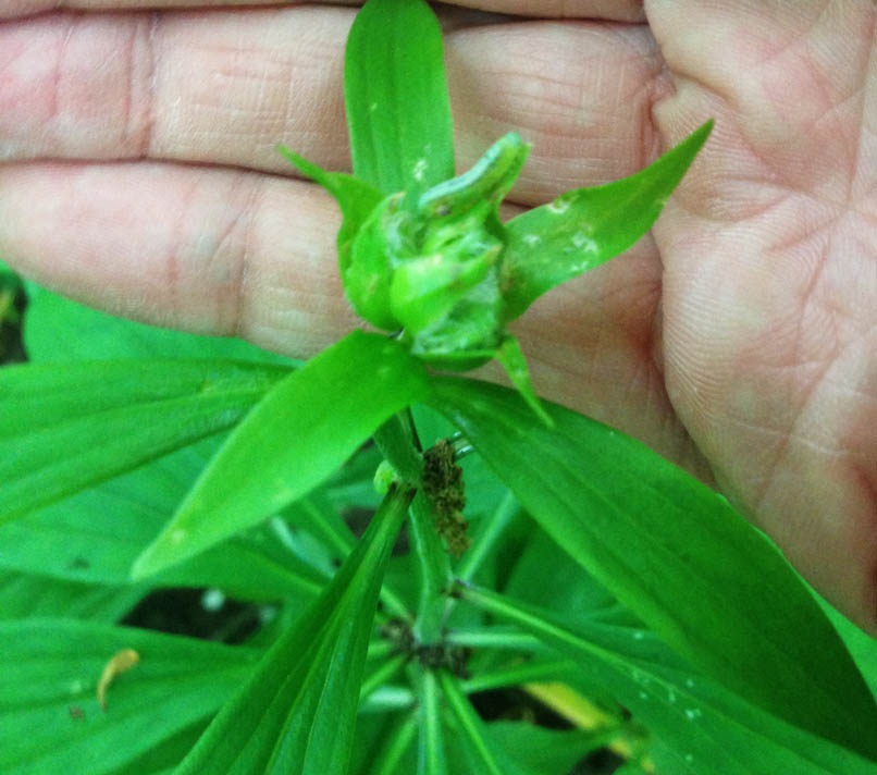 Bruco verde su Lilium martagon